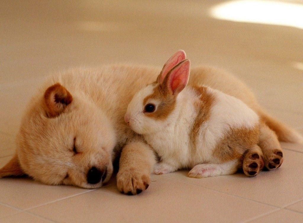 Cute Baby Animals Wallpapers Wallpaper Cave