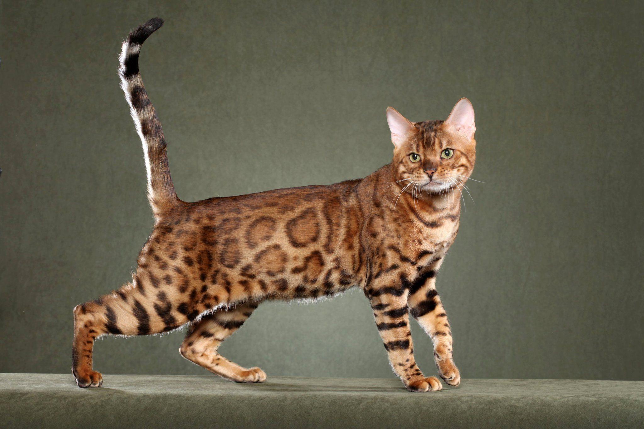 Bengal Cat Wallpapers Wallpaper Cave