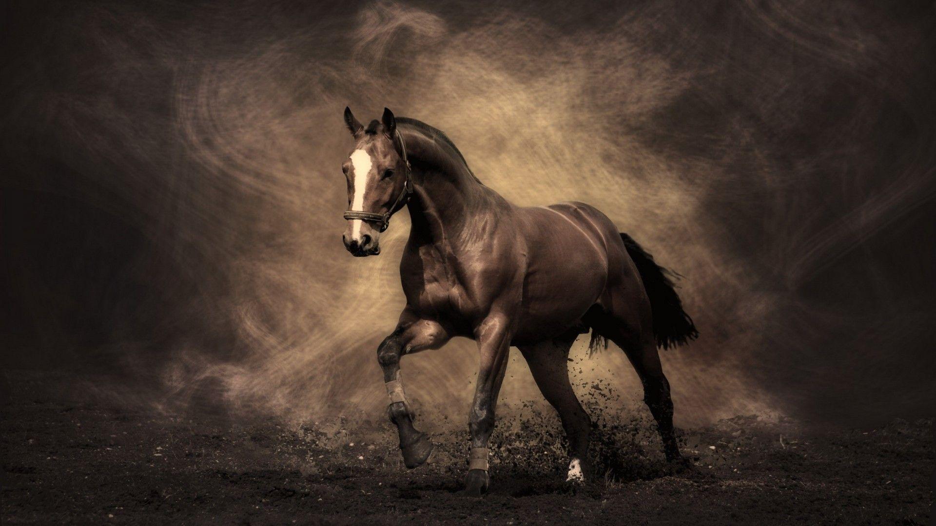 Free Horse Screensavers And Wallpapers Wallpaper Cave