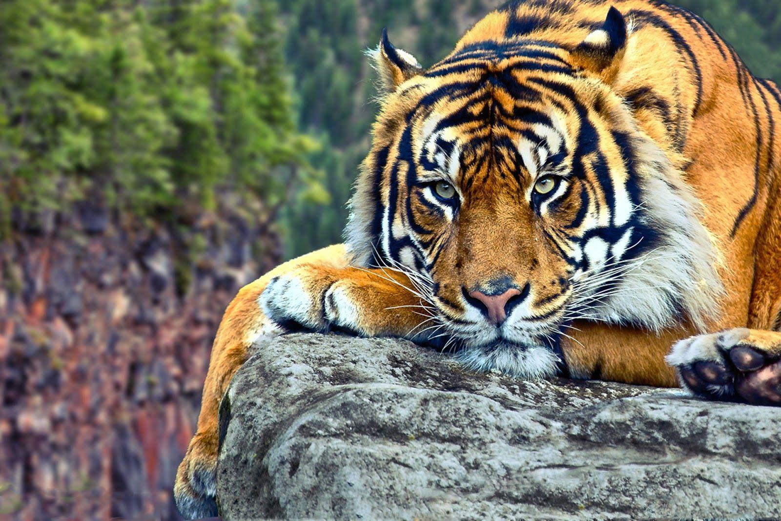 Background Wallpaper Tiger Kolek Gambar