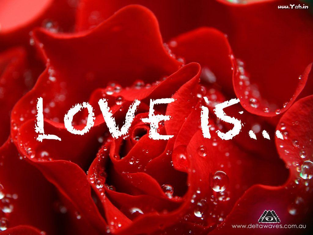 Red Rose Love Wallpapers Wallpaper Cave