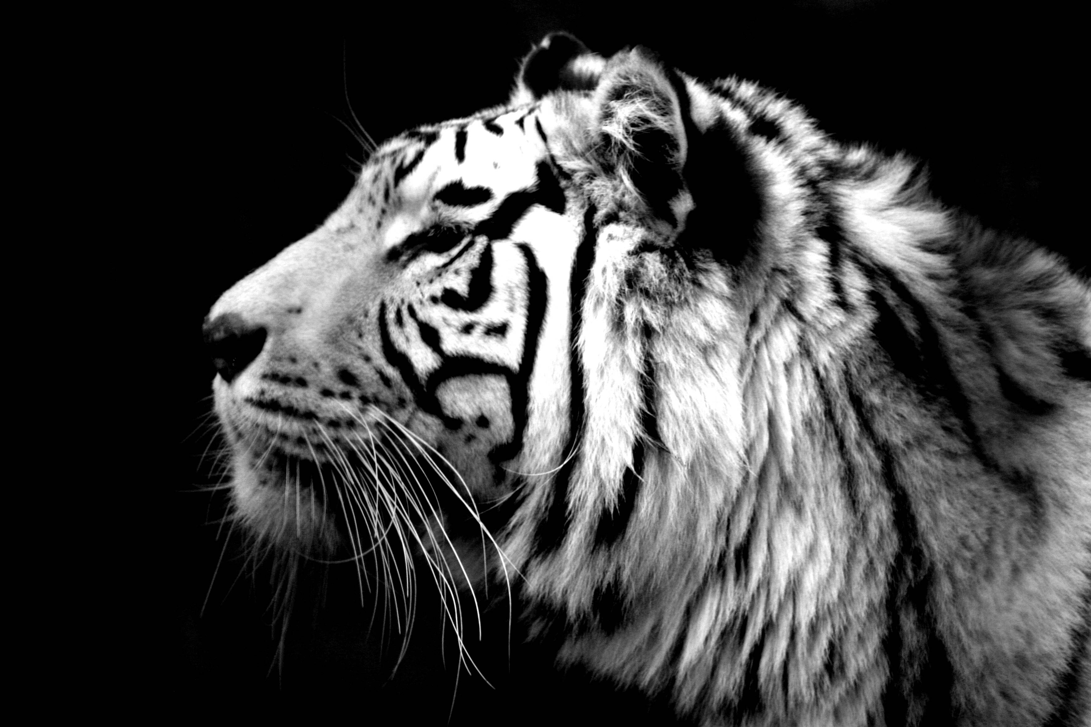 Tiger Face Wallpapers Wallpaper Cave