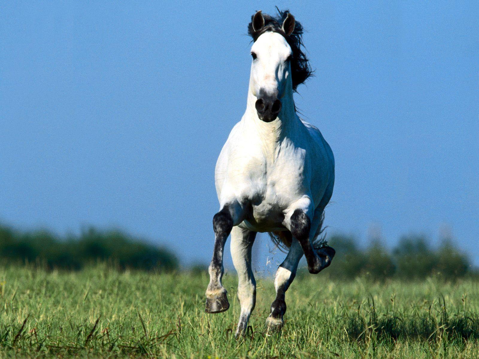 Cute Horse Wallpapers Wallpaper Cave
