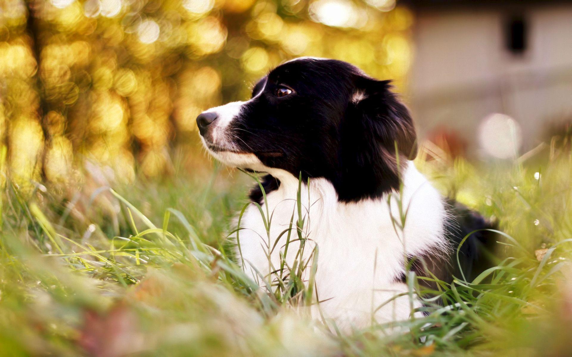 Border Collie Wallpapers Wallpaper Cave