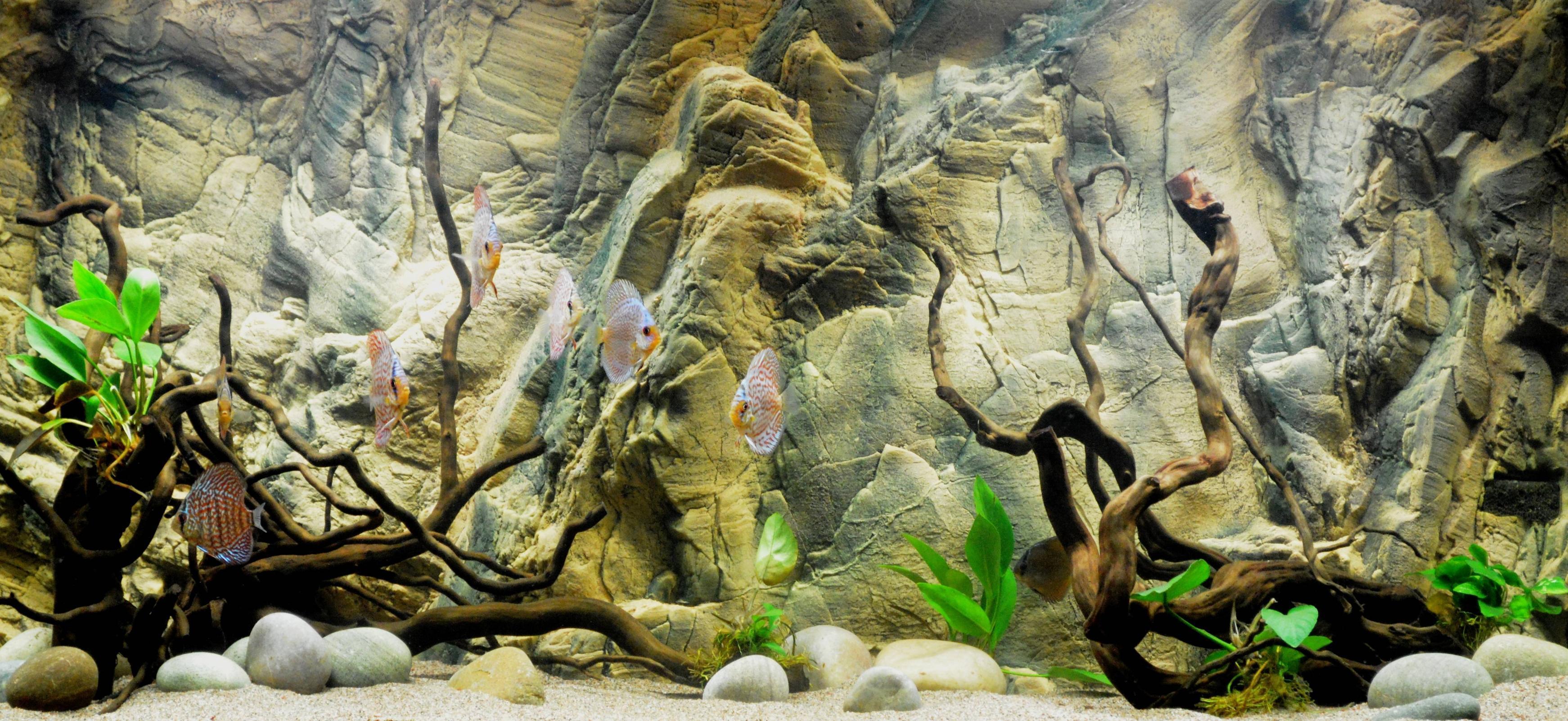 Aquarium Backgrounds Pictures Wallpaper Cave