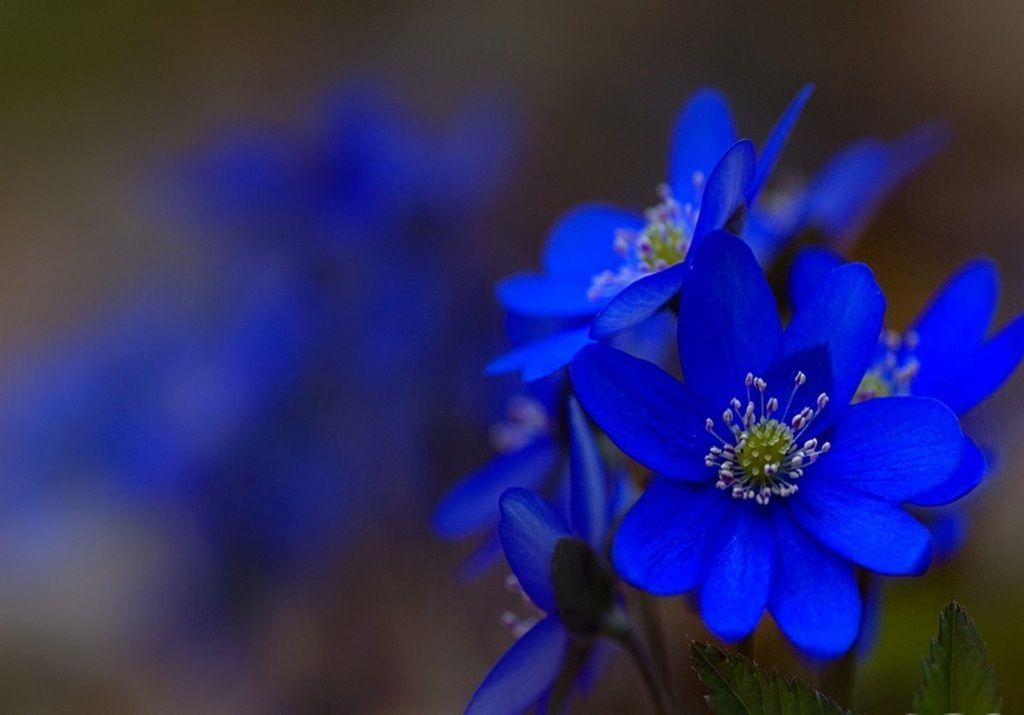 Blue Flowers Wallpapers Wallpaper Cave