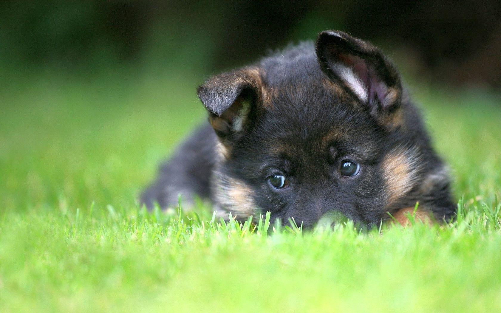 German Shepherd Wallpapers Wallpaper Cave