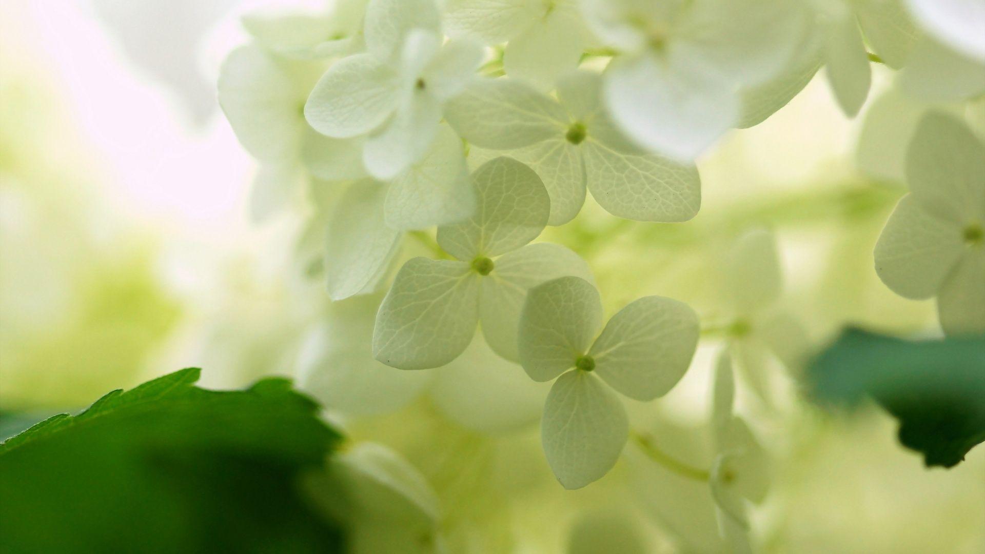 Hydrangea Wallpapers Wallpaper Cave