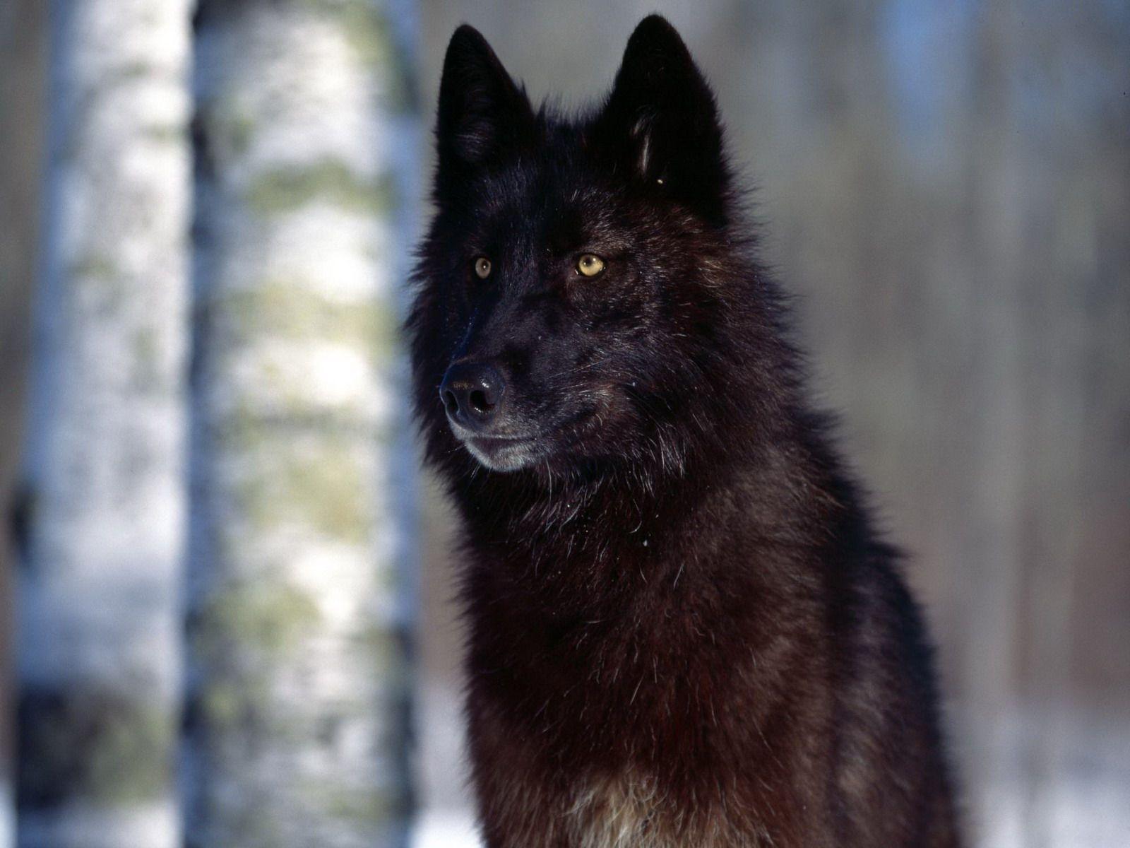 Black Wolf Wallpapers Wallpaper Cave