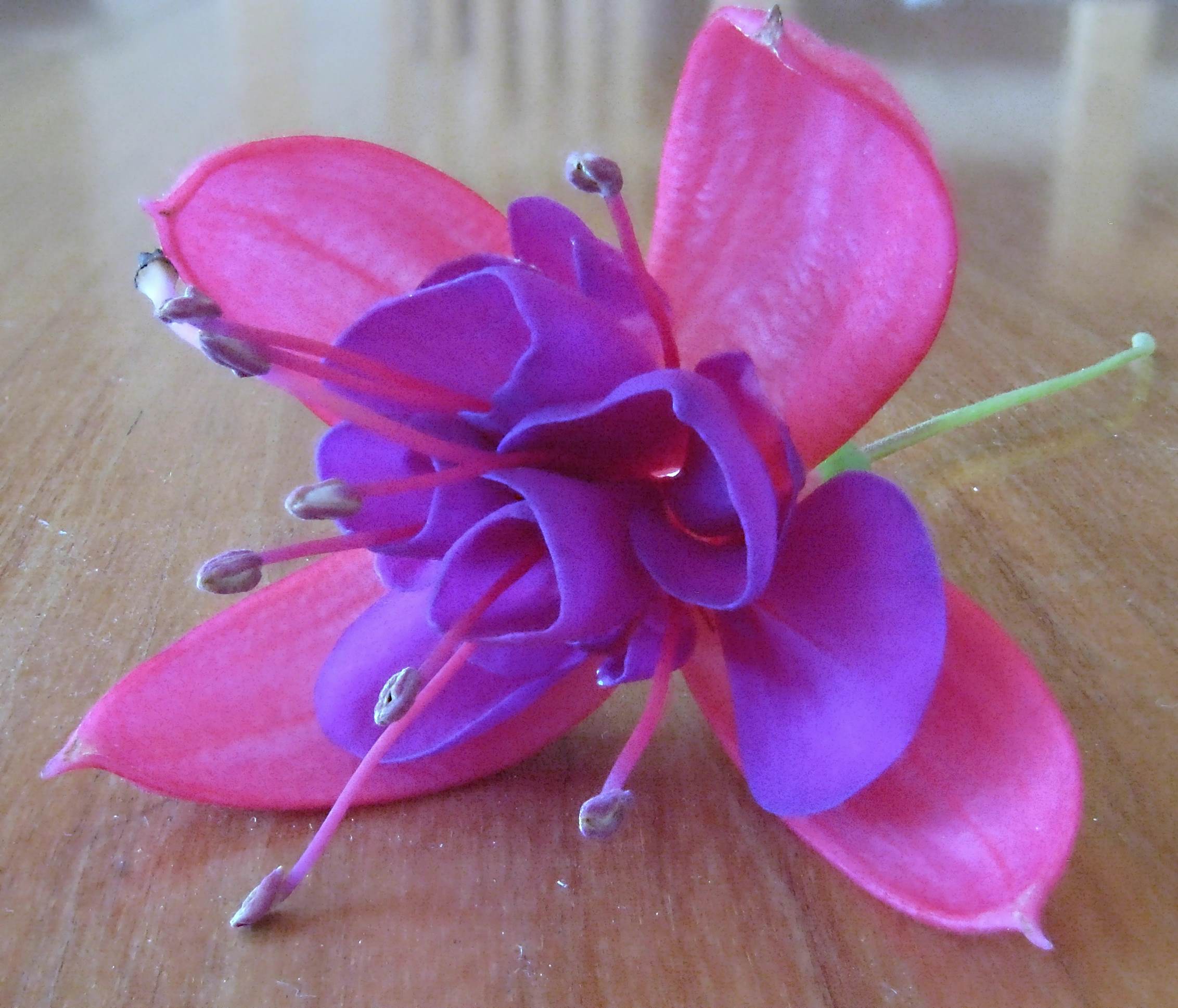 Fuschia Wallpapers Wallpaper Cave