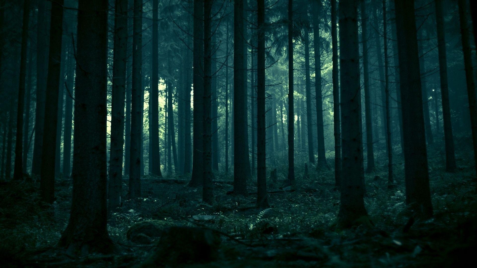 Dark Forest Wallpapers Wallpaper Cave