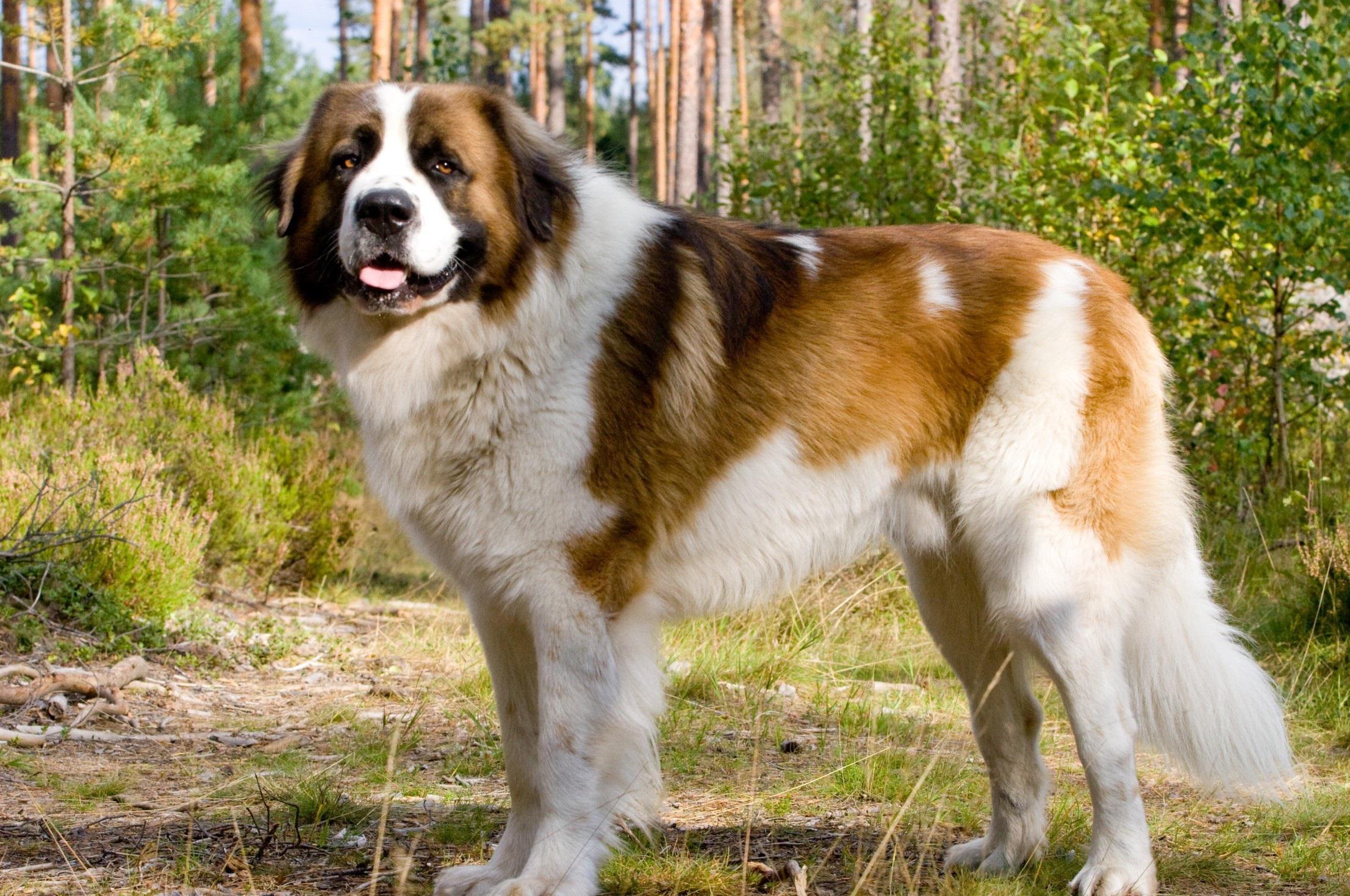 St Bernard Wallpapers Wallpaper Cave