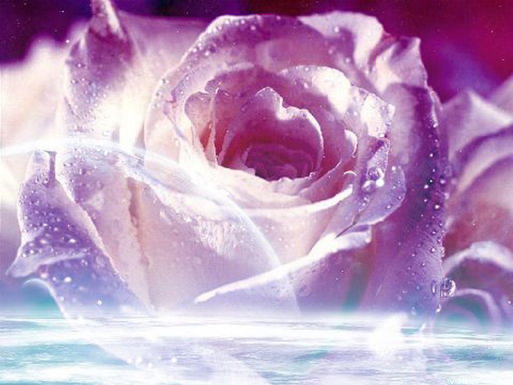 Purple Roses Wallpapers Wallpaper Cave