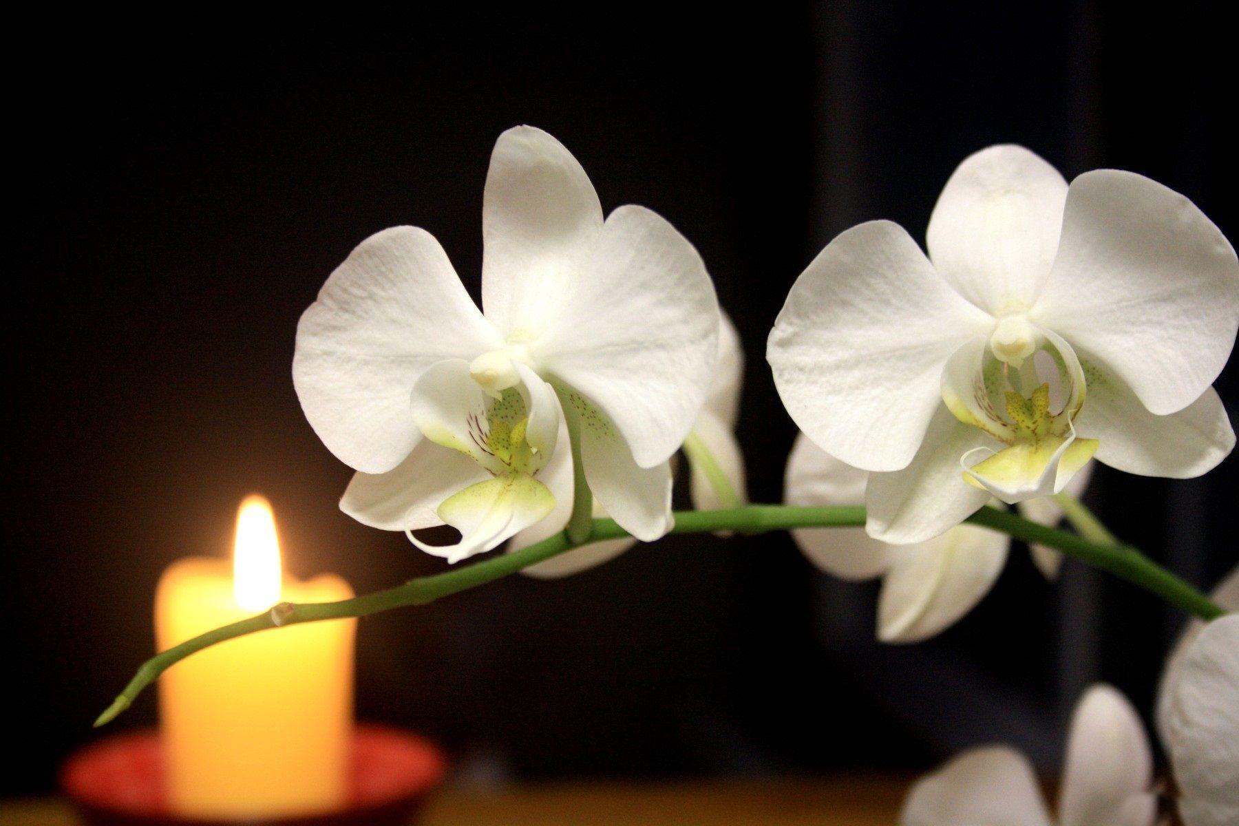White Orchid Wallpapers Wallpaper Cave