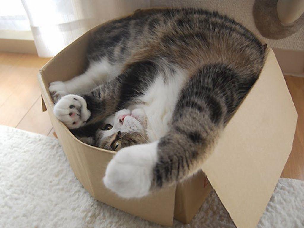 Maru Wallpapers Wallpaper Cave
