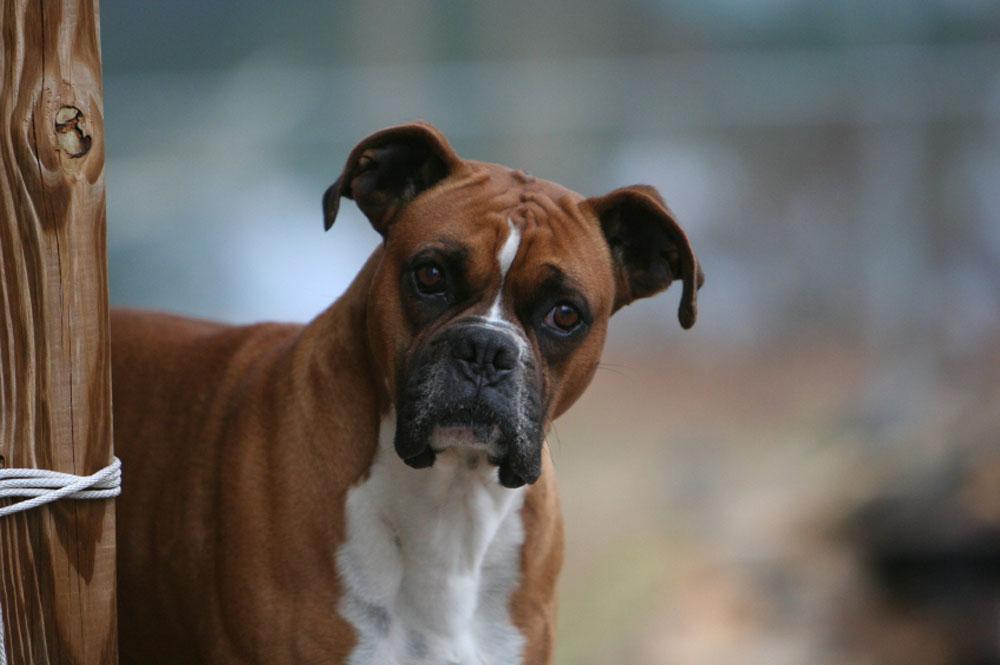 Boxer Dog Wallpapers Wallpaper Cave