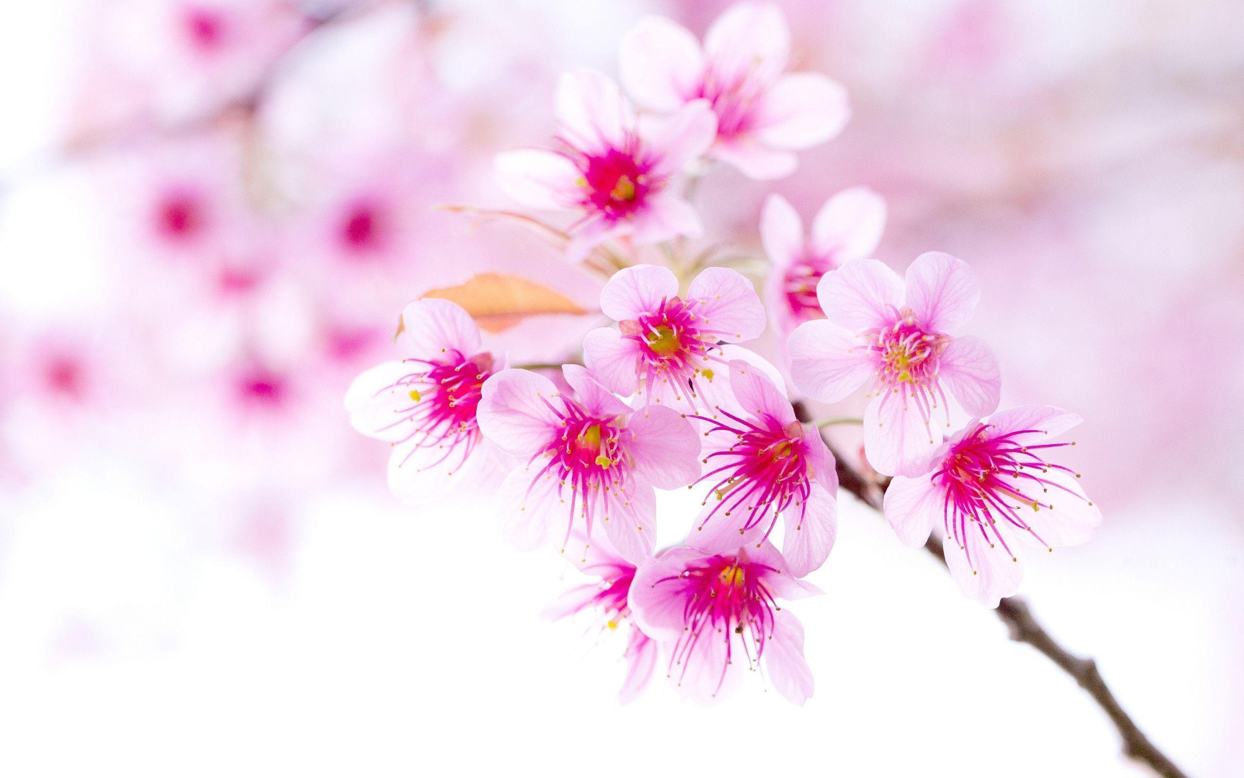 Sakura Flower Wallpapers Wallpaper Cave