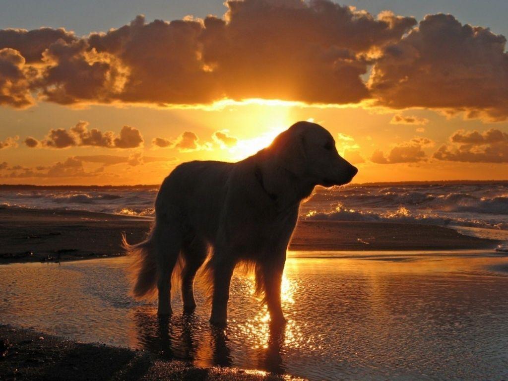 Golden Retriever Wallpapers Wallpaper Cave