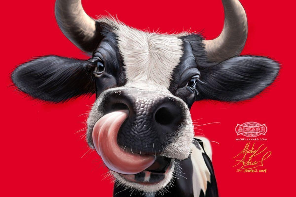 Funny Cow Wallpapers Wallpaper Cave