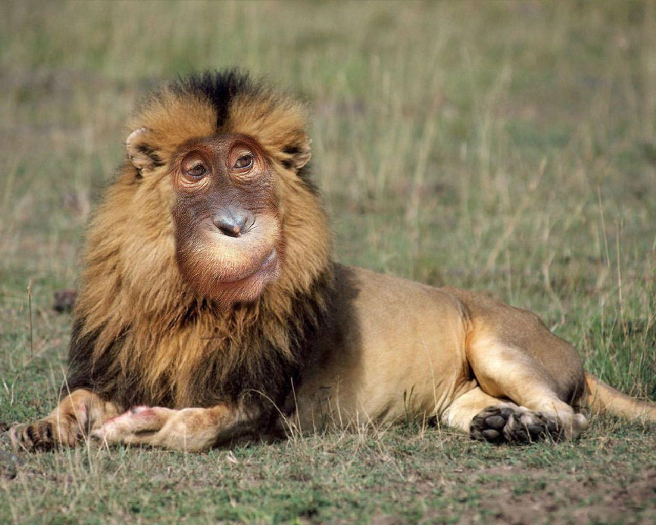 Funny Monkeys Wallpapers Wallpaper Cave