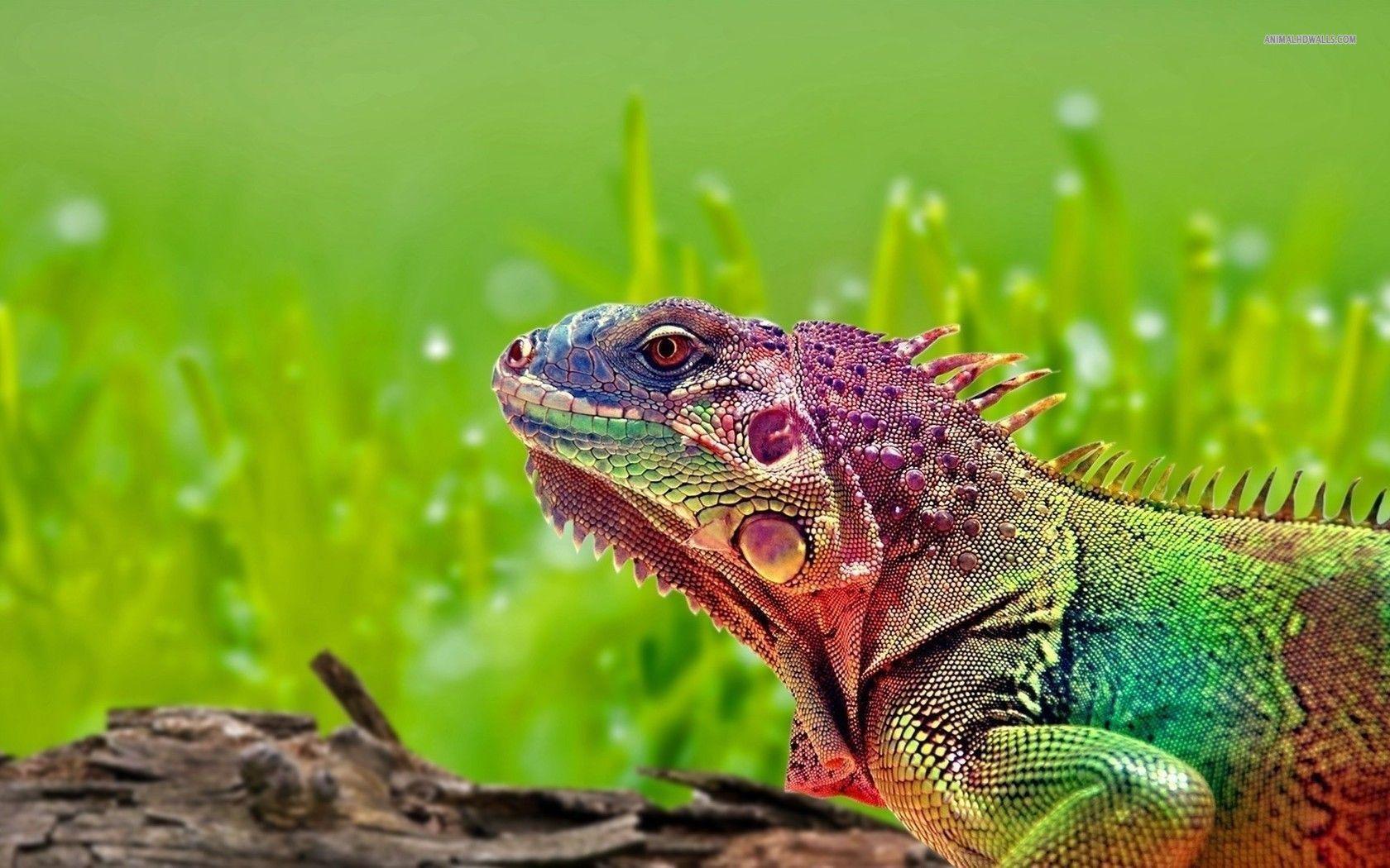 Where Do Most Iguanas Live at Scott Bunger blog