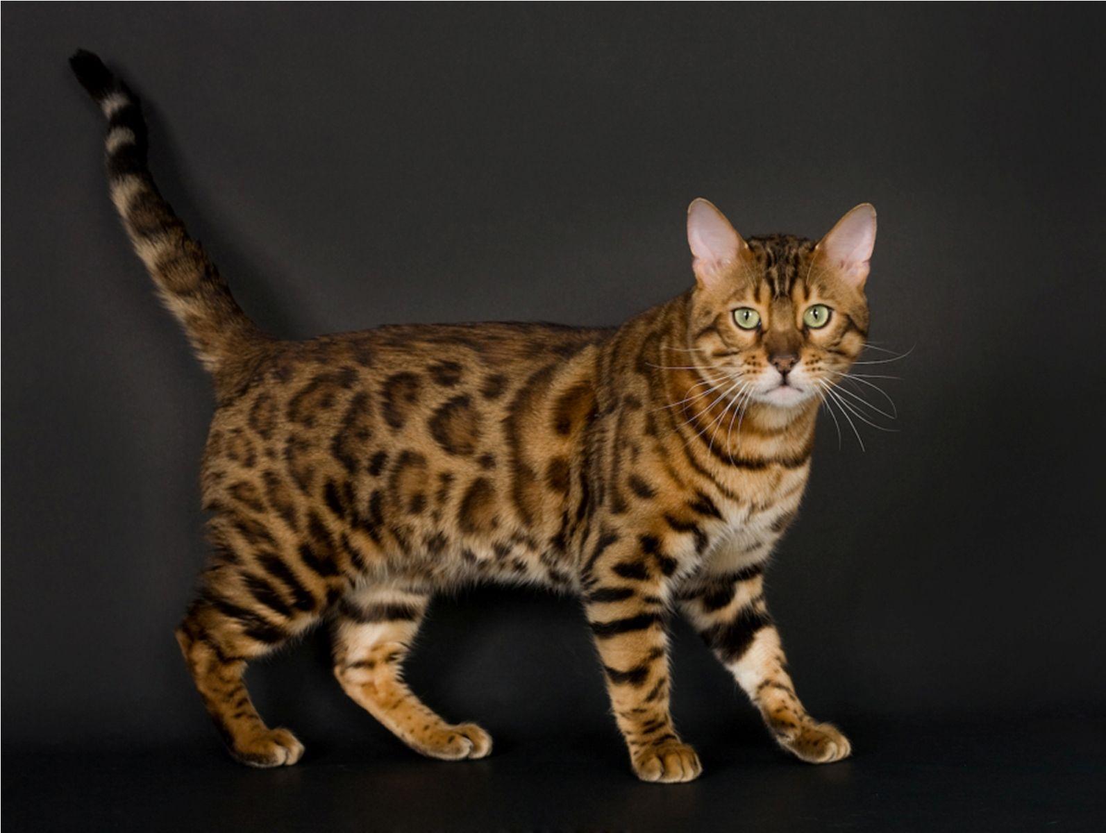 Bengal Cat Wallpapers Wallpaper Cave