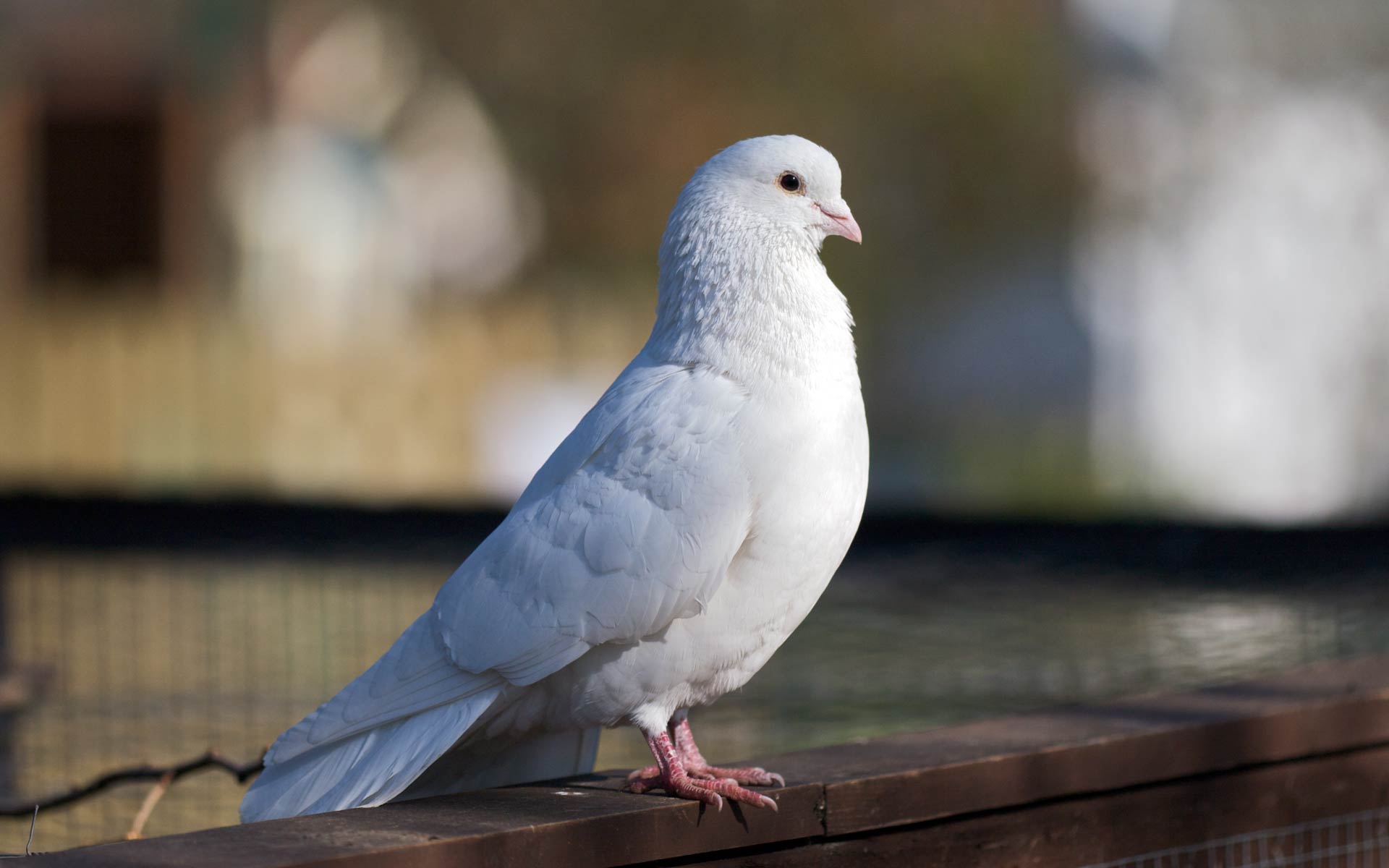 White Dove Wallpapers Wallpaper Cave