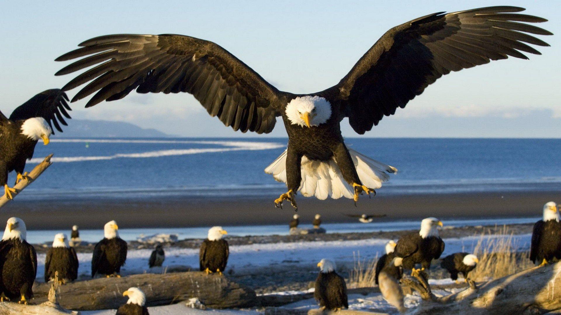 Flying Eagle Wallpapers Wallpaper Cave