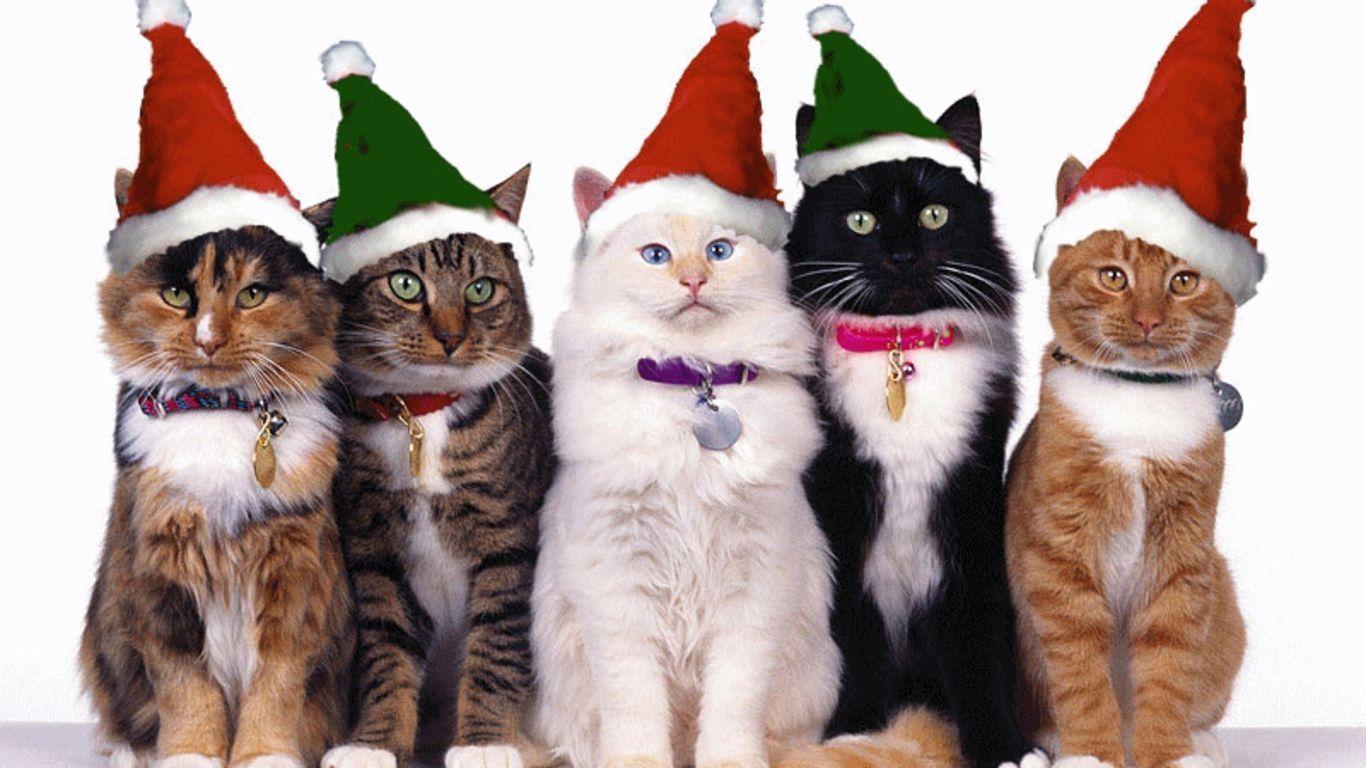 Christmas Cat Wallpapers Wallpaper Cave