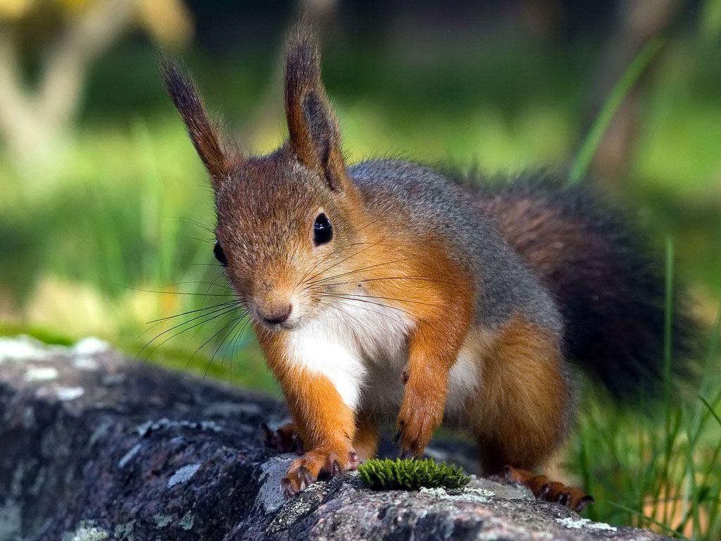 Squirrel Wallpapers Wallpaper Cave