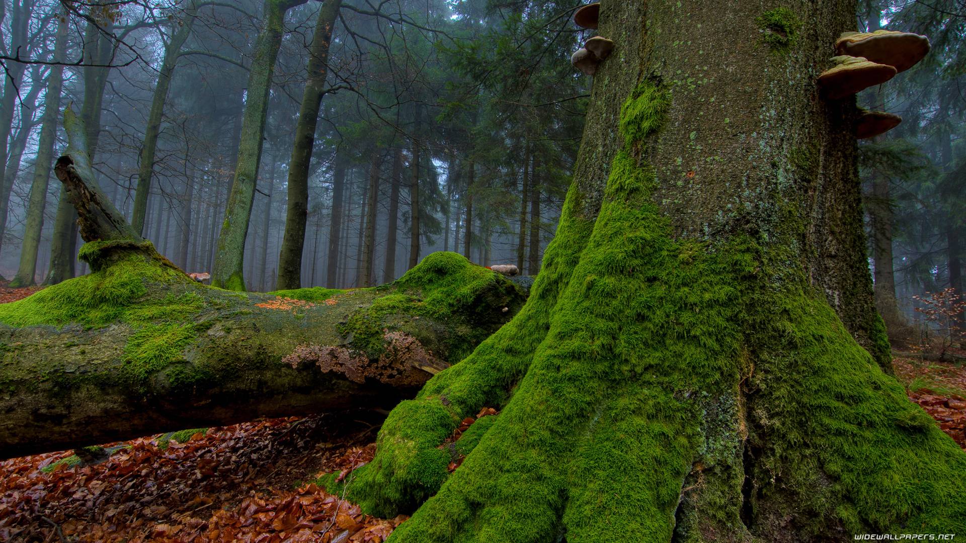 Forest HD Wallpapers Wallpaper Cave