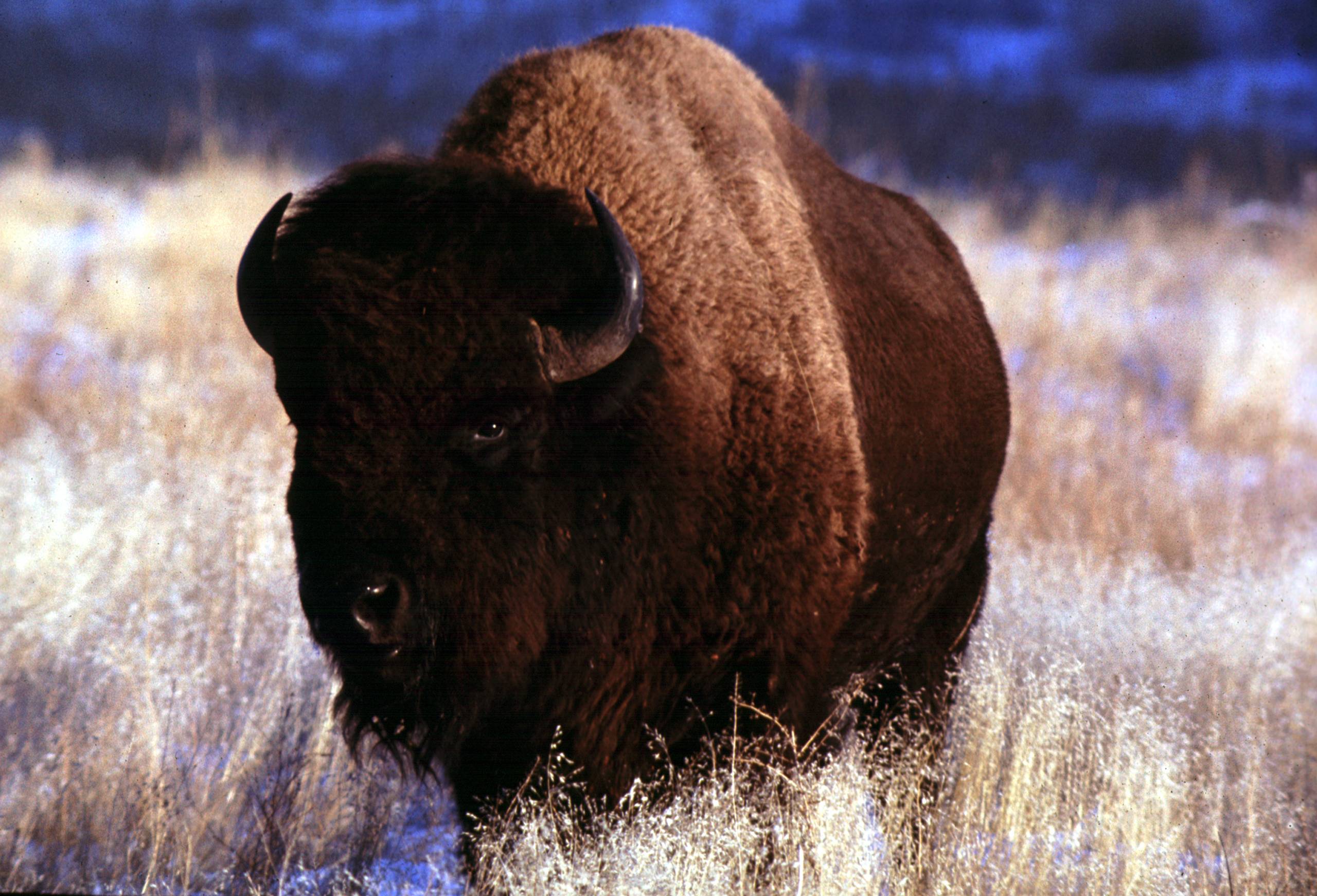 Bison Wallpapers Wallpaper Cave
