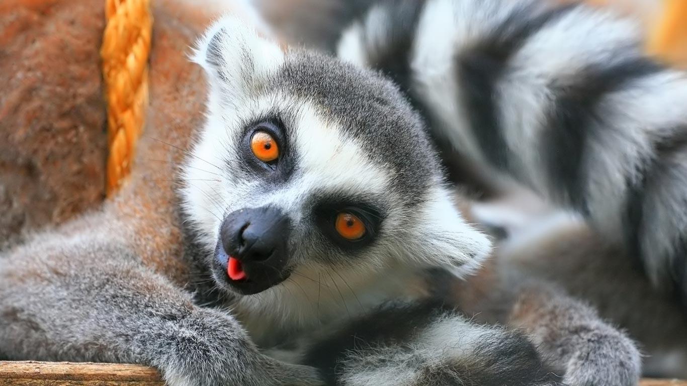 Lemur Wallpapers Wallpaper Cave