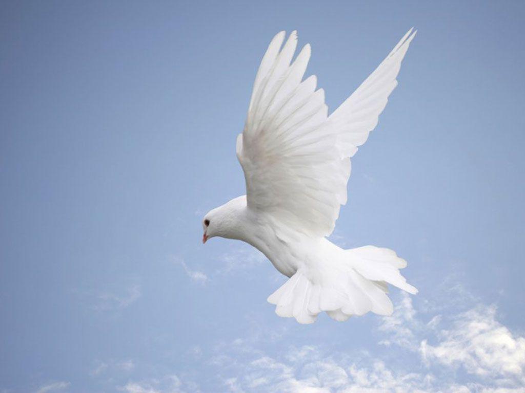 White Dove Wallpapers Wallpaper Cave