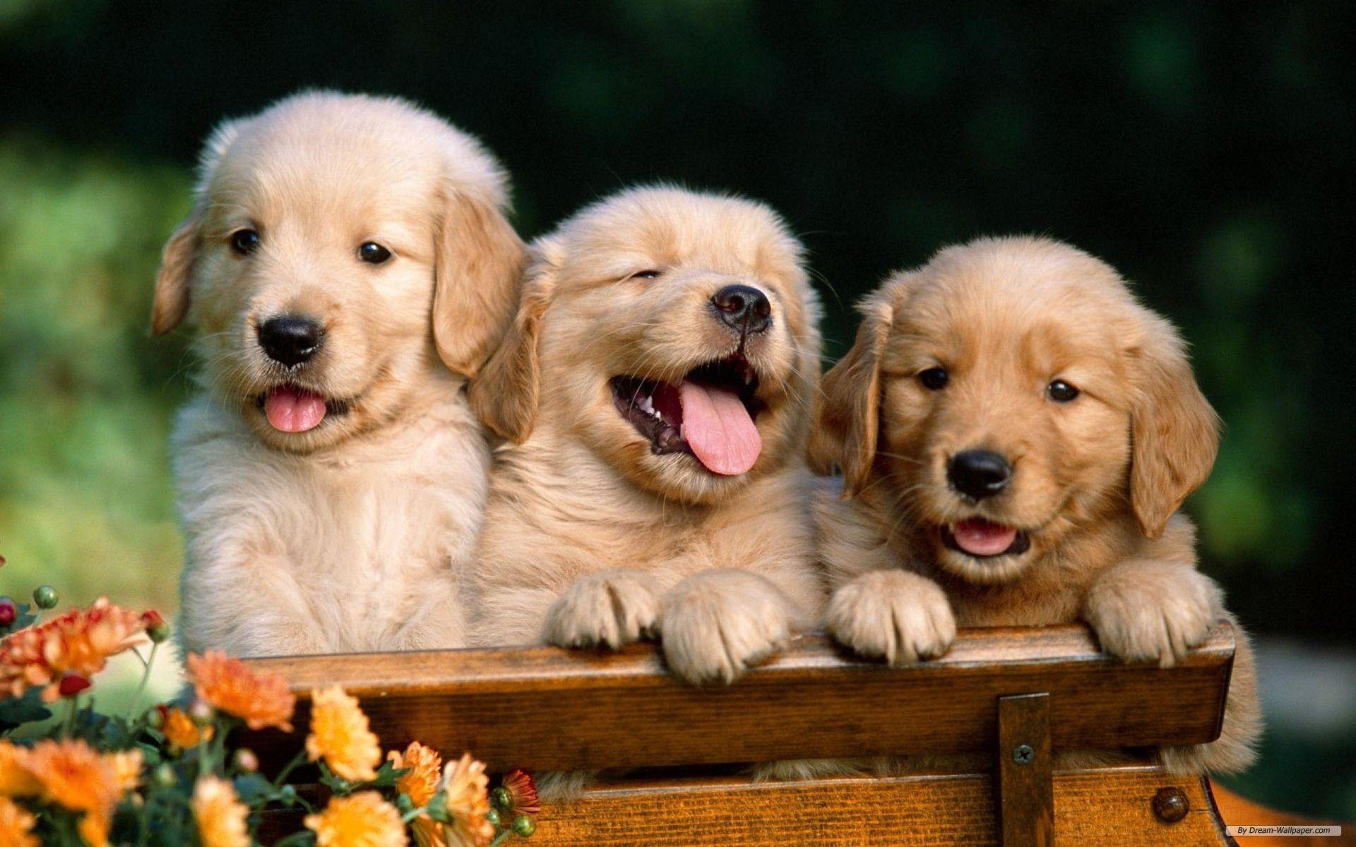 Wallpapers With Animals Wallpaper Cave