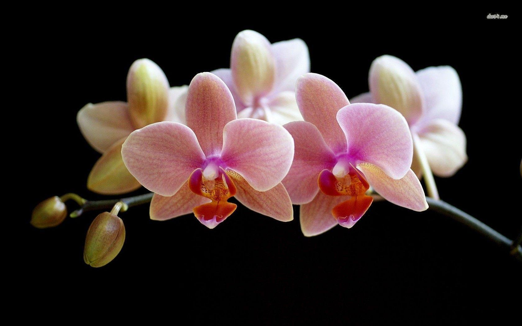 Orchid Wallpapers Wallpaper Cave