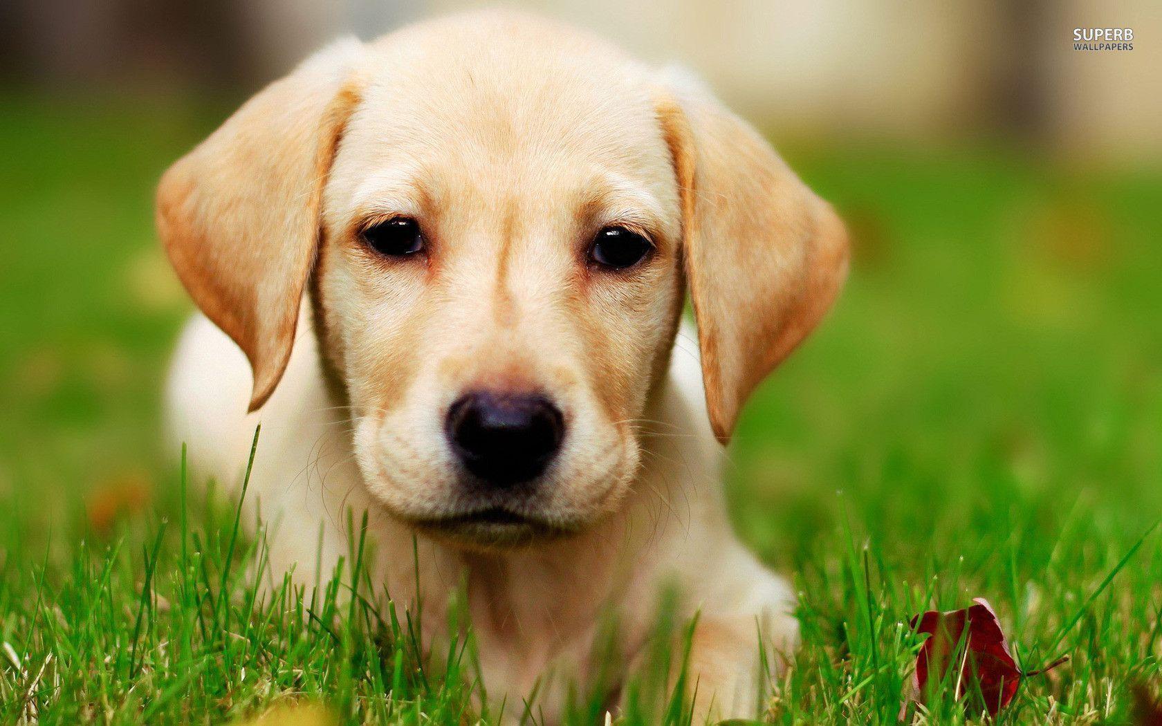 Labrador Wallpapers Wallpaper Cave