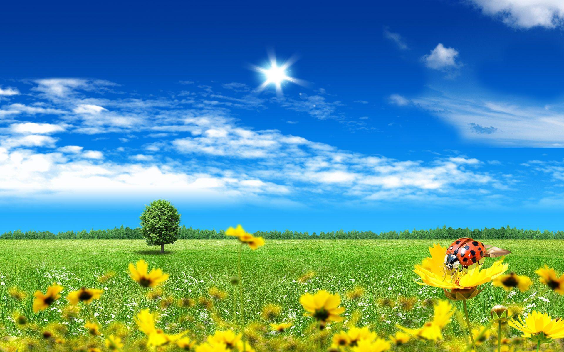 Spring Meadow Wallpapers Wallpaper Cave