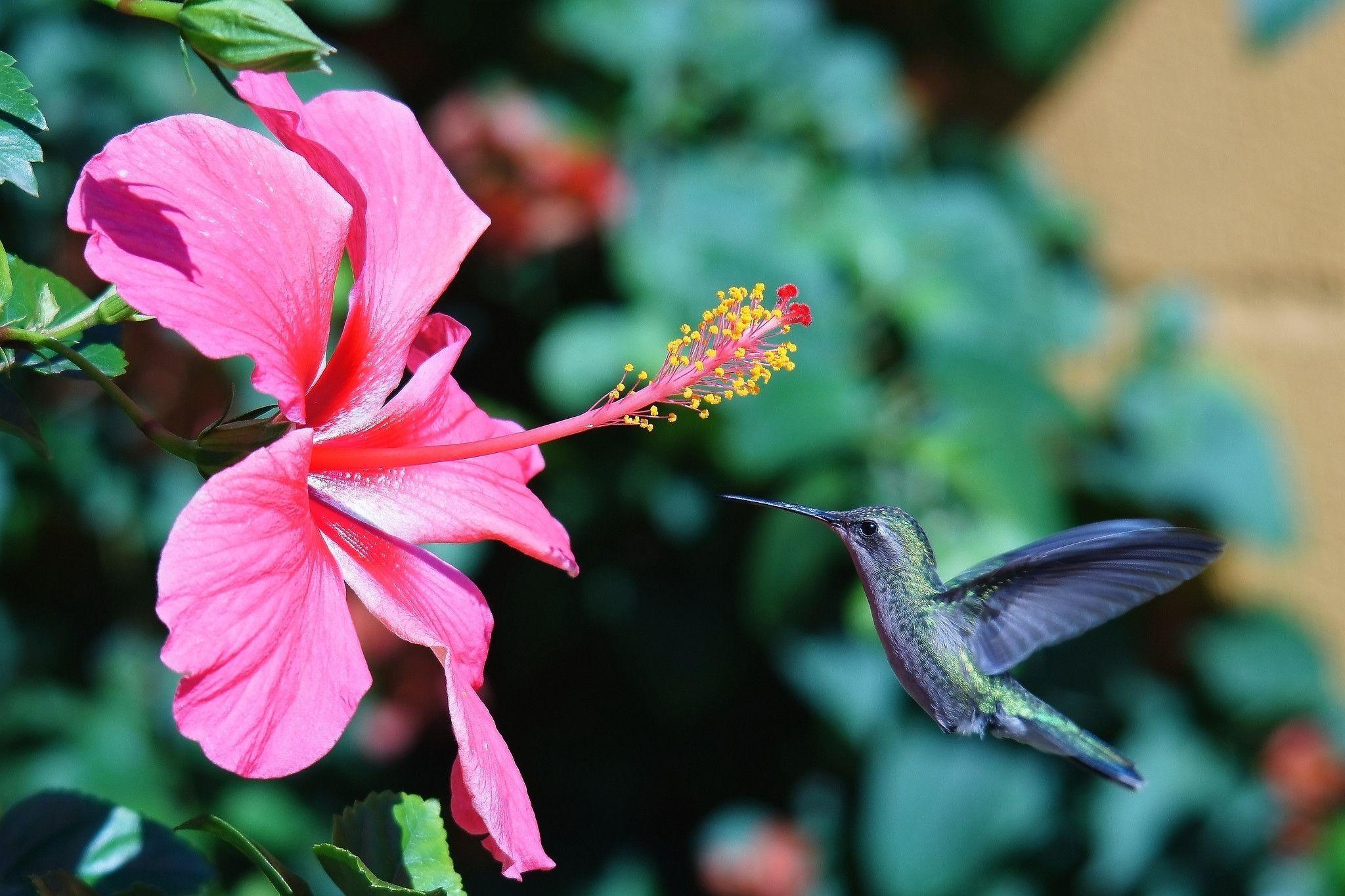 Hummingbird Wallpaper Backgrounds Wallpaper Cave