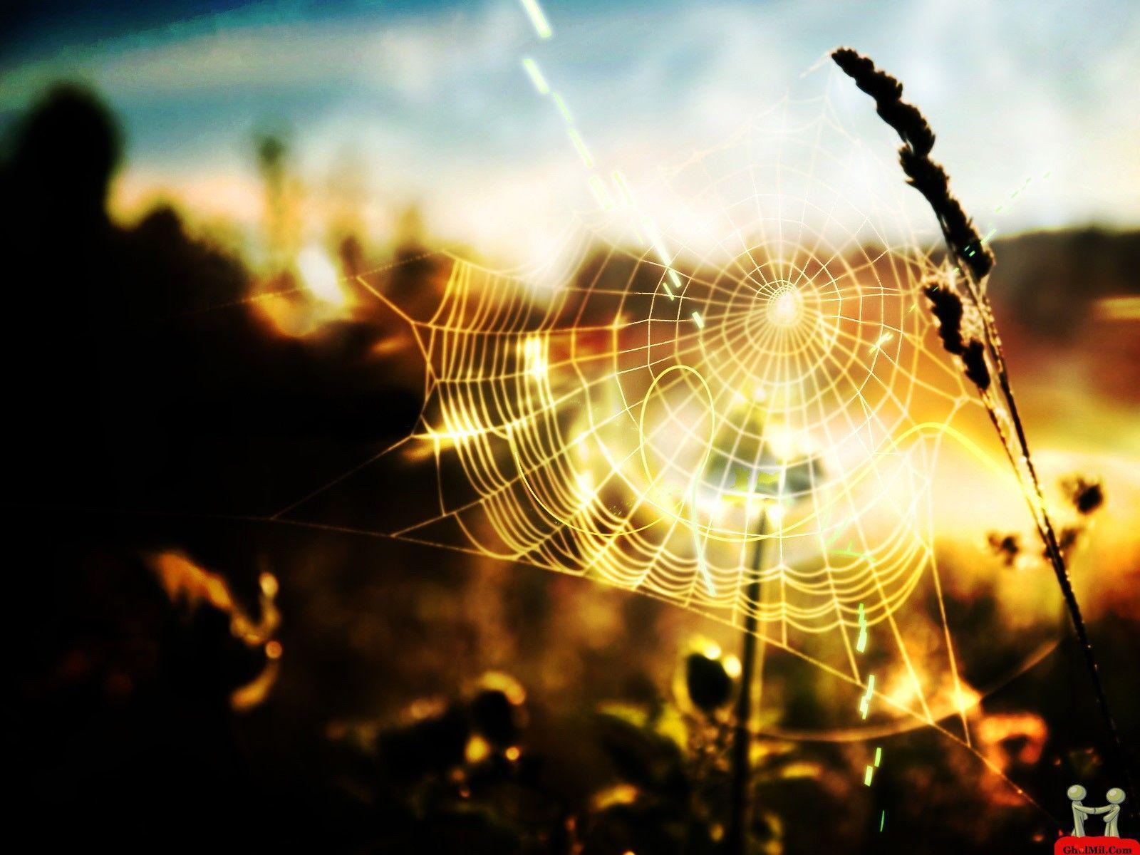 Spider Web Wallpapers Wallpaper Cave