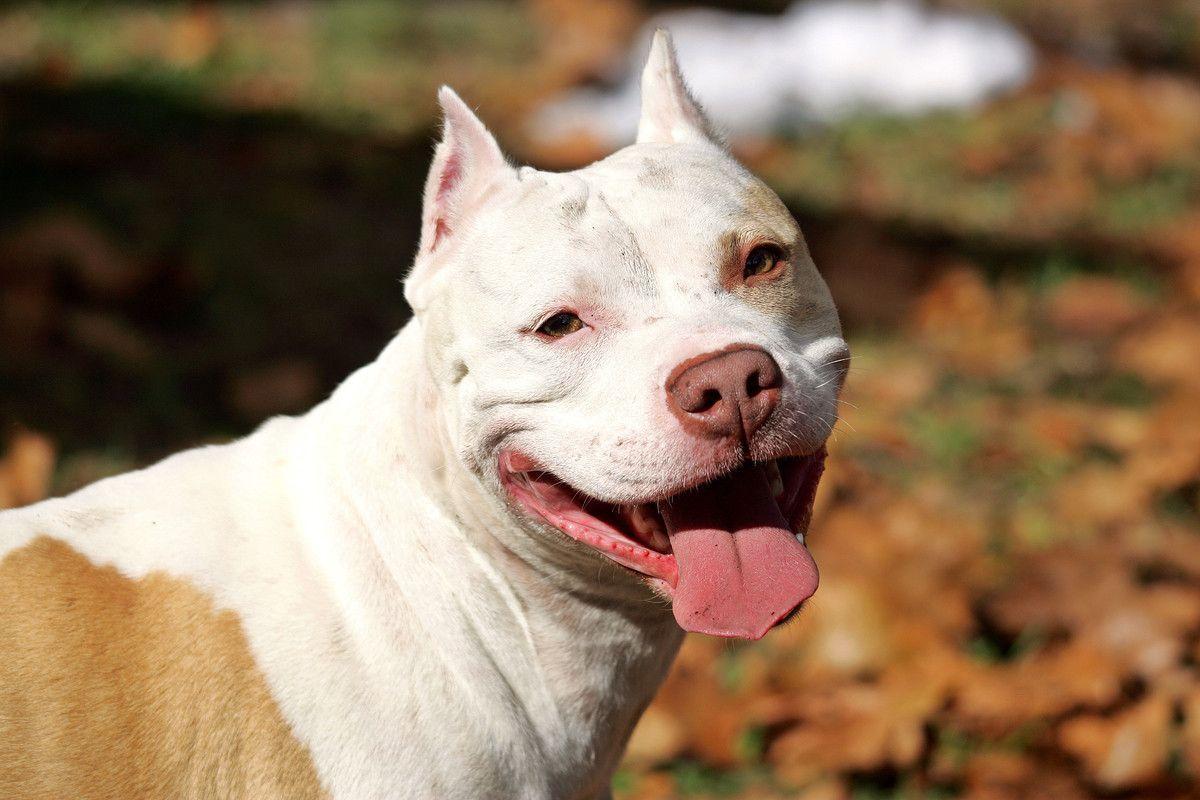 Pitbull Dog Wallpapers Wallpaper Cave