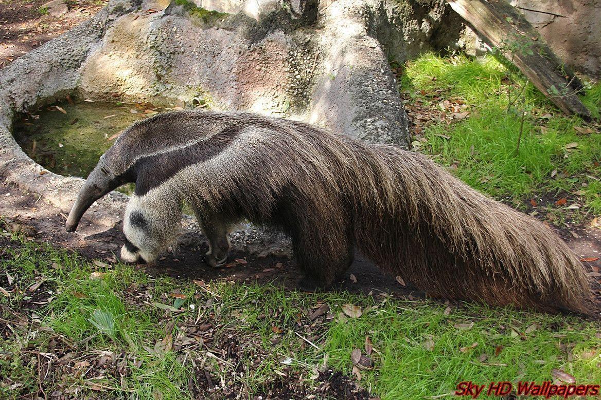 Anteater Wallpapers Wallpaper Cave