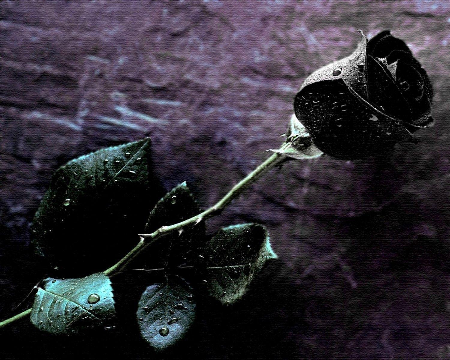 Black Roses Wallpapers Wallpaper Cave