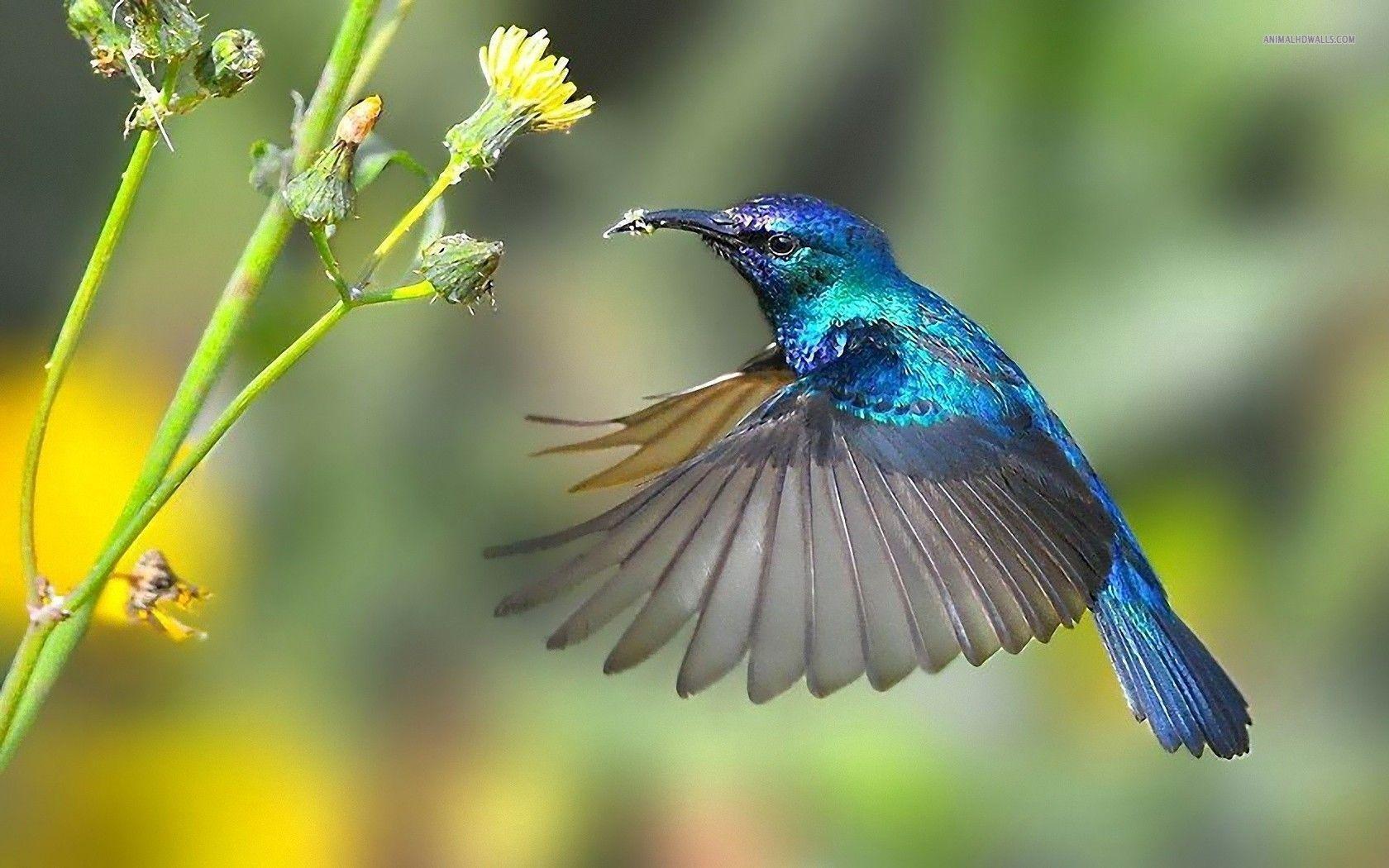 Free Hummingbird Wallpapers Wallpaper Cave