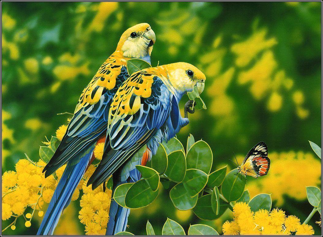 Lovebirds Wallpapers Wallpaper Cave