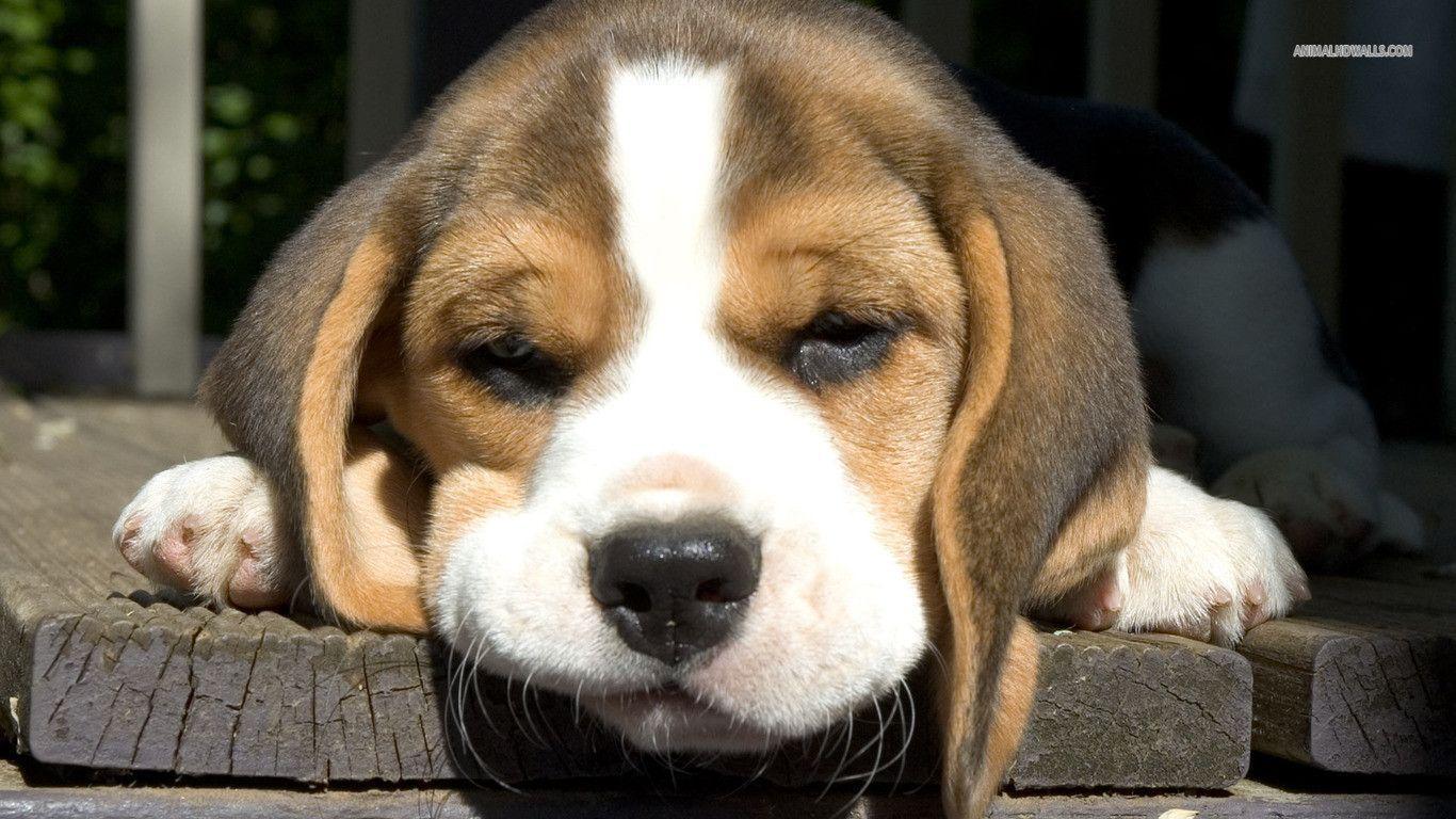 Beagle Puppy Wallpapers Wallpaper Cave