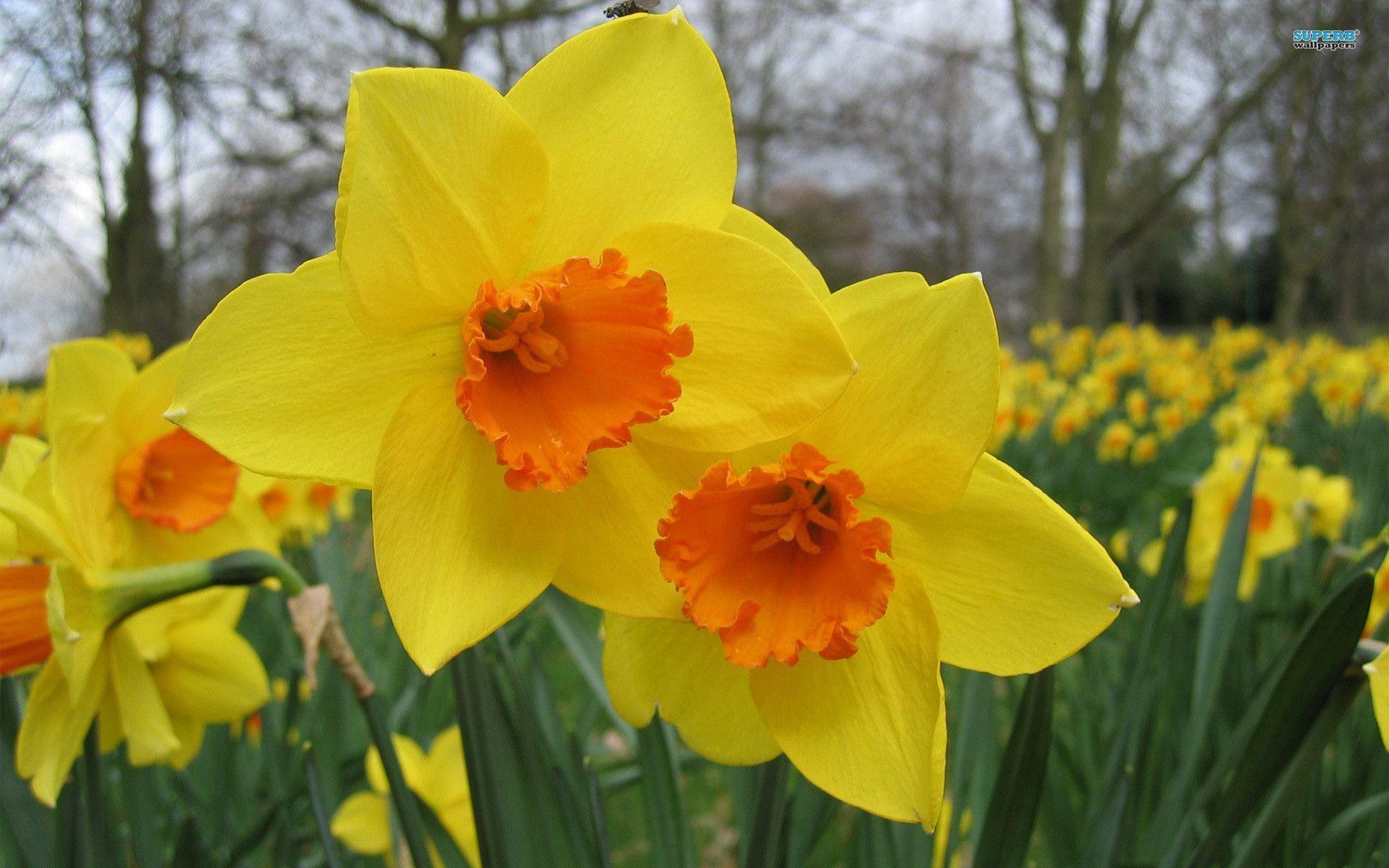 Daffodil Wallpapers Wallpaper Cave