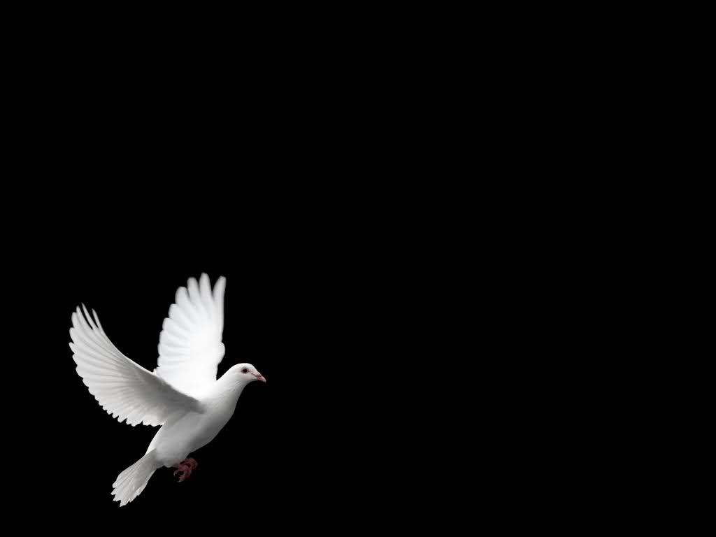 White Dove Wallpapers Wallpaper Cave