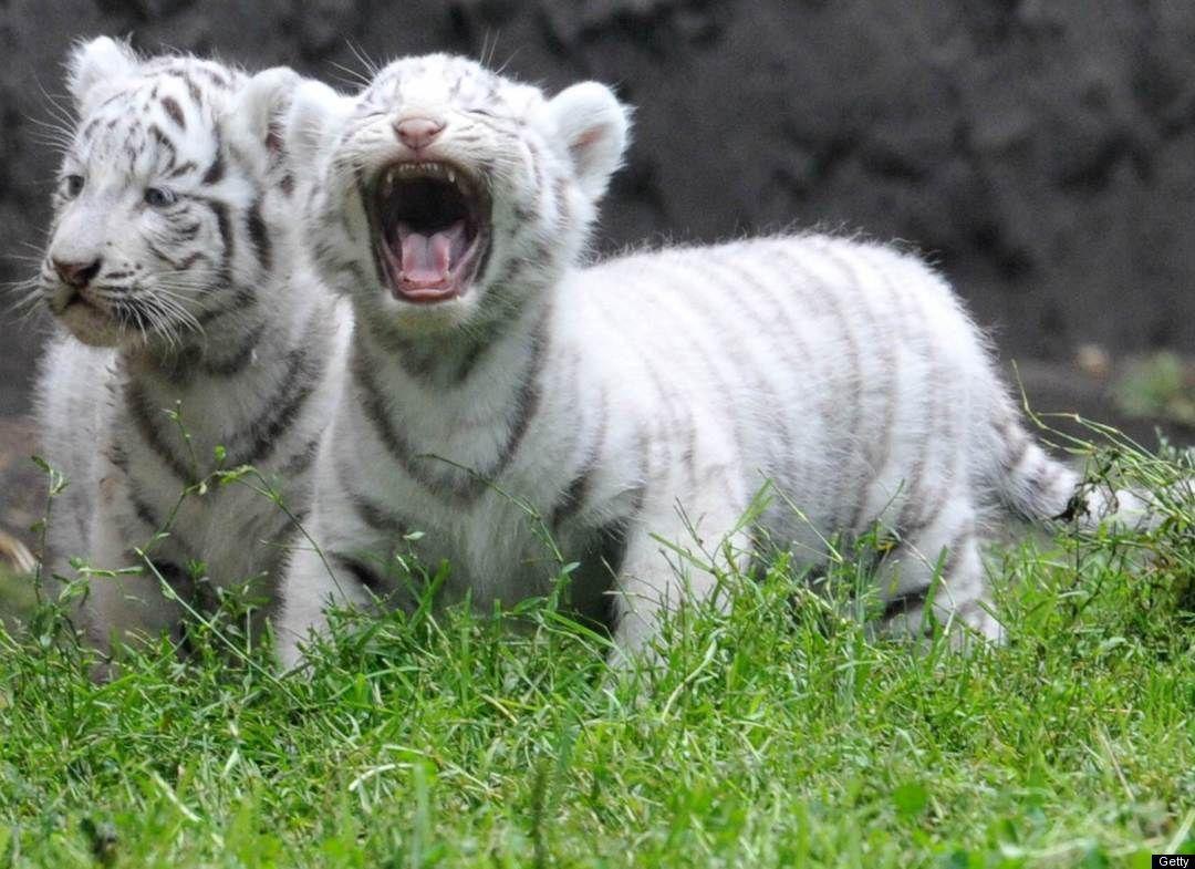 White Tiger Baby Hd