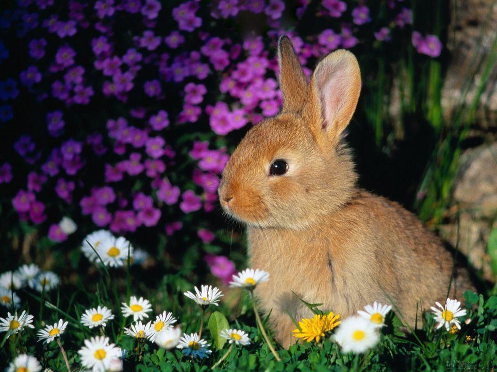 Baby Bunny Wallpapers Wallpaper Cave